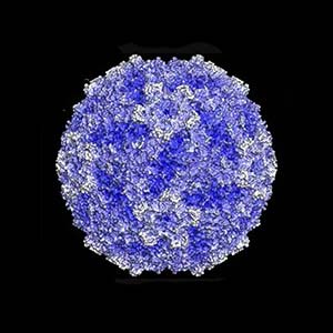 Senecavirus A (SVA)
